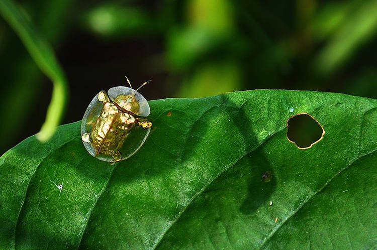 金龟甲虫 – 大自然的活宝石