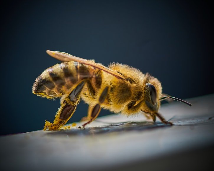 秃鹫蜂以死肉而不是花蜜为食 还仍然生产甜蜂蜜