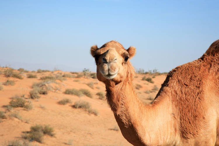 骆驼选美比赛 有骆驼因美容被取消资格