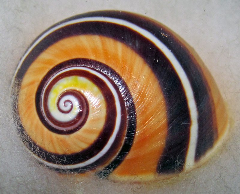 古巴彩绘蜗牛 – 可能是世界上最美丽的腹足类动物