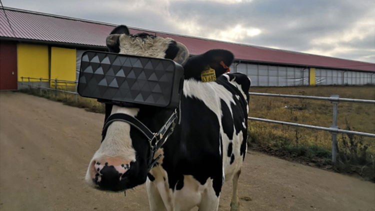 给奶牛戴VR虚拟现实眼镜以增加牛奶产量